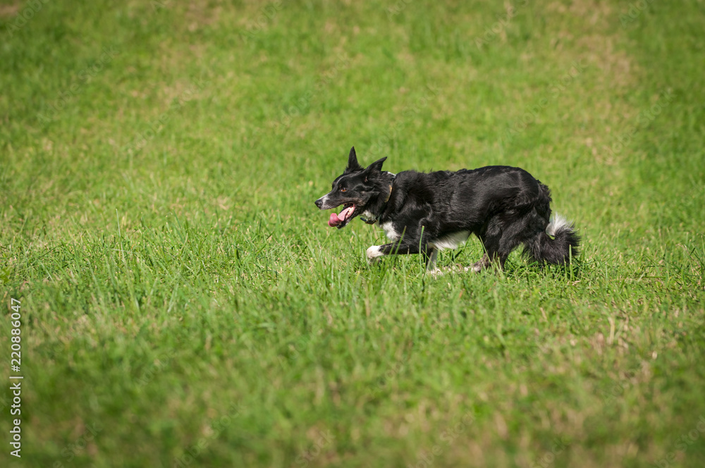 Stock Dog Trots Left Through Field Stock Dog Trots Left Through Field