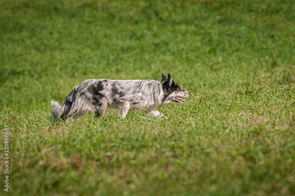 Stock Dog Walks Right Across Field Stock Dog Walks Right Across Field