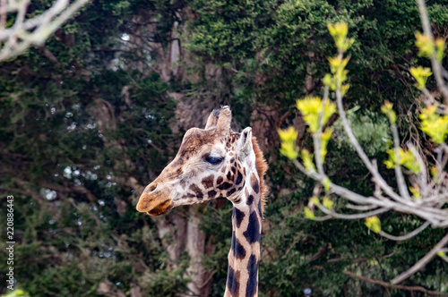 Photography Thin Giraffe Head