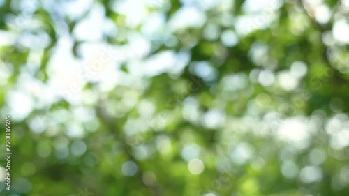 Beautiful green leaf nature background out of focus video footage, bright bokeh abstract blurred, summer season trees swinging slowly moving soft breeze.