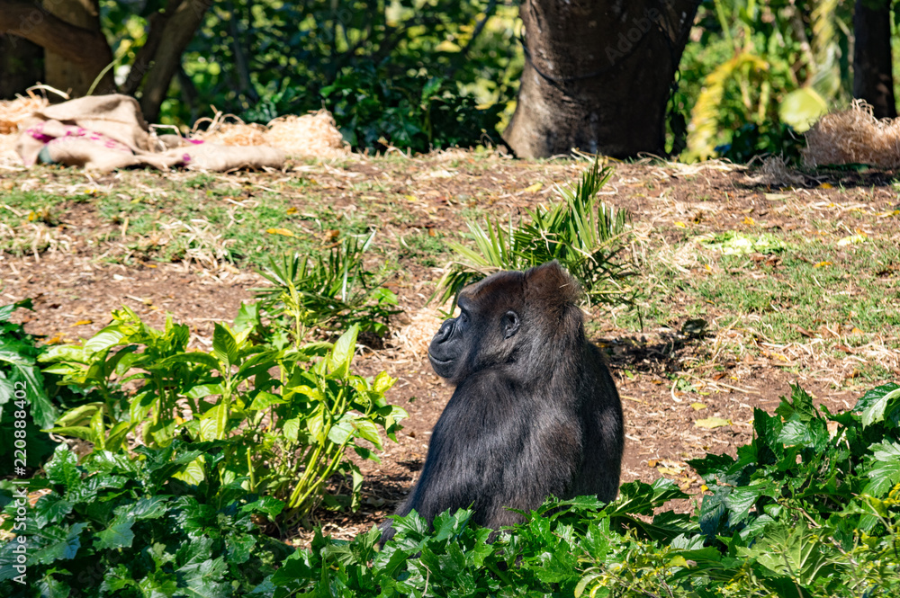 Fototapeta premium Gorilla in the Bushes
