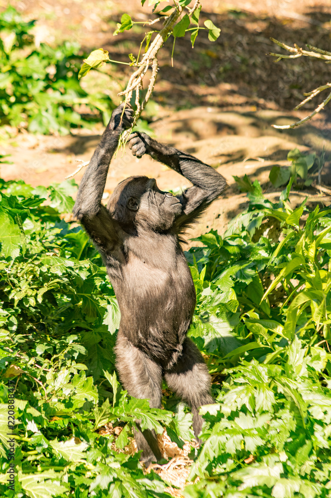 Fototapeta premium Gorilla with branch vert