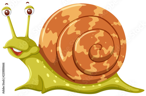 A snail on white background