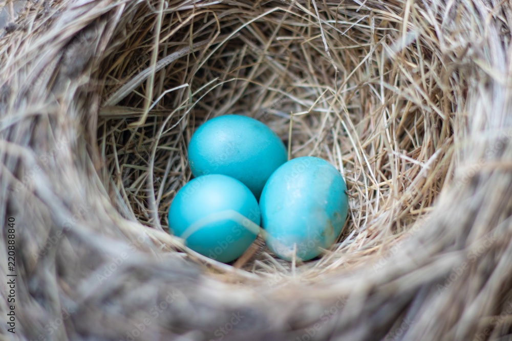 Three beautiful blue robin bird eggs resting in a nest Three beautiful blue robin bird eggs resting in a nest