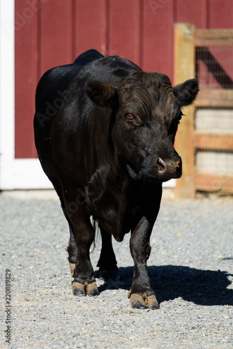 Black female cow walking across gravel farmyard, red barn and wood gate in background, sunny 