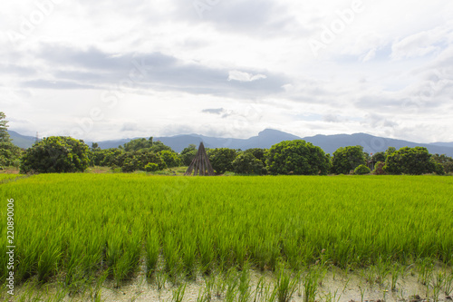 green rice field with longan garden