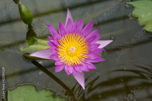 Tropical water lilies in the sea hell photo