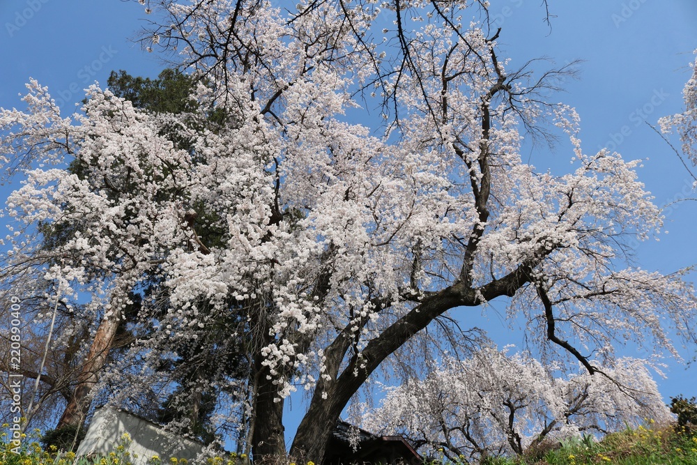 美しいさくら 春爛漫日本の桜の風景 Stock Photo Adobe Stock