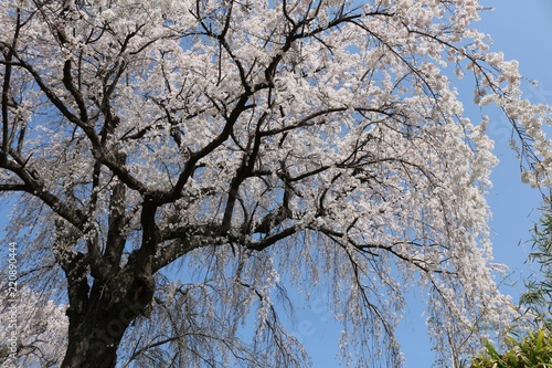 美しいさくら/春爛漫日本の桜の風景