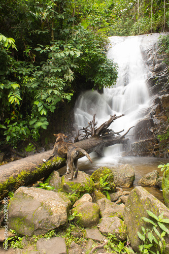 Thai stray dog with Siribhum waterfall in Doi Inthanon National park Chiangmai Thailand photo