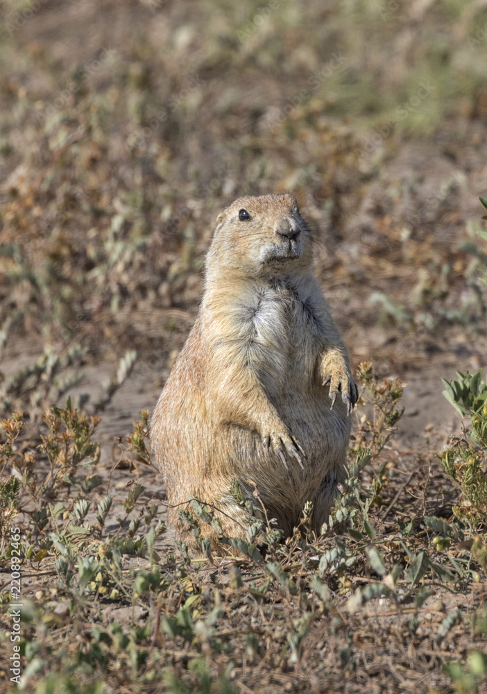 Black-tailed prairie dog (Cynomys ludovicianus) Black-tailed prairie dog (Cynomys ludovicianus)