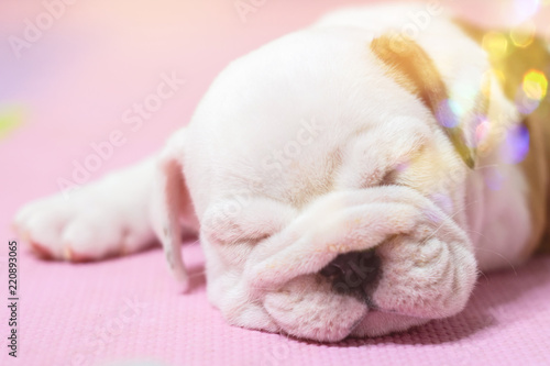 English bulldog lying on color background. Close-up photo.white puppy sleeping . © anon