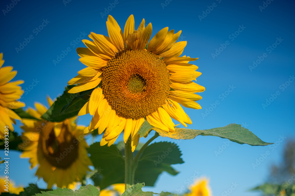 Isolated sunflowers in early summer morning Isolated sunflowers in early summer morning
