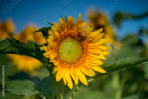 Fototapeta Naklejka Na Ścianę i Meble -  Isolated sunflower in full bloom Orange and yellow