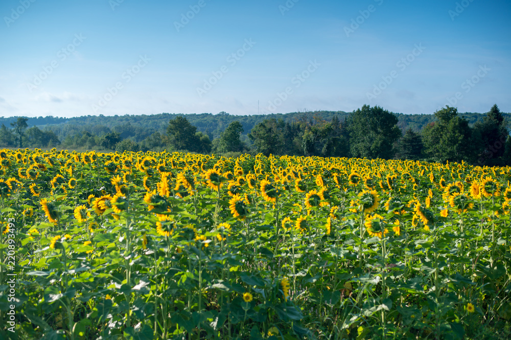 Field of blooming sunflowers