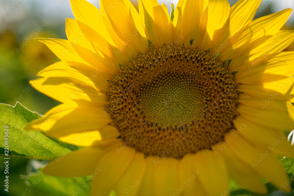 Isolated sunflower sunshine behind flower Isolated sunflower sunshine behind flower
