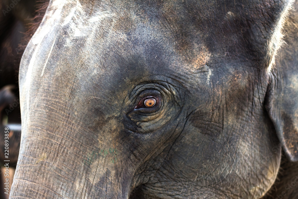 Fototapeta premium Close-up elephant