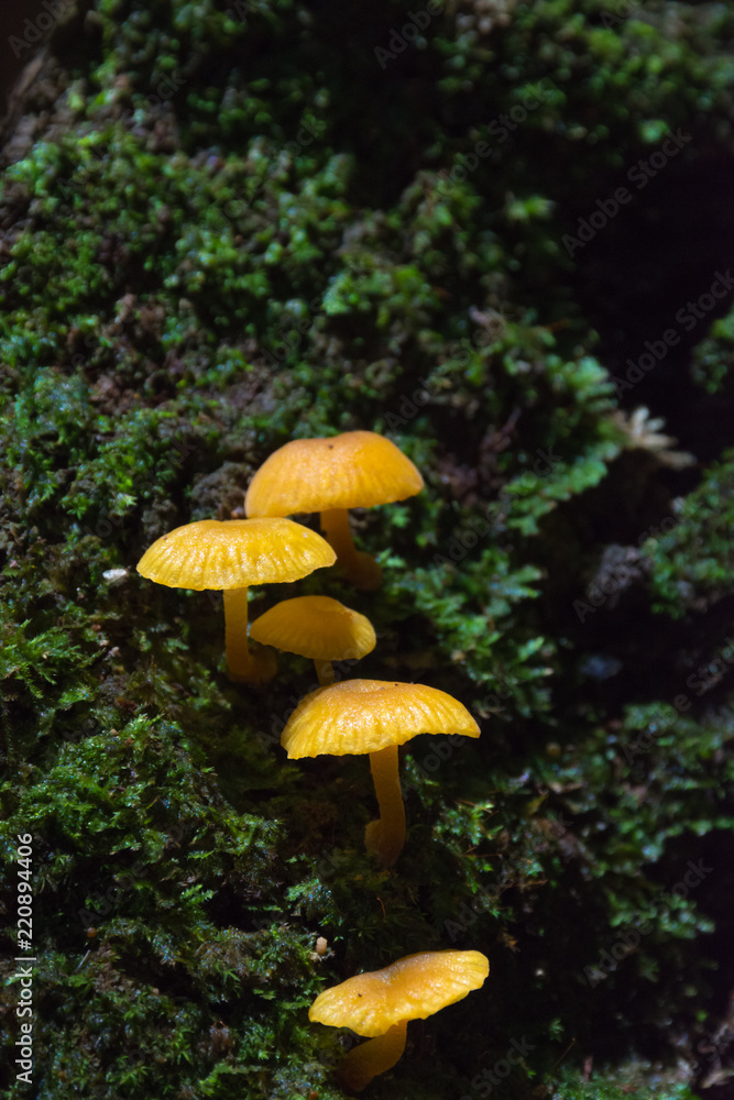 mushroom and moss mushroom and moss
