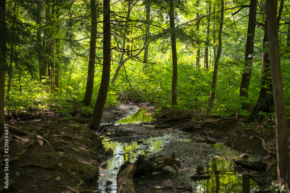 Obraz premium Tree reflections on small creek