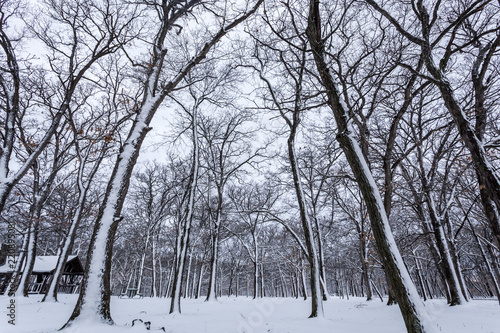 Snow winter © WOLFGANG