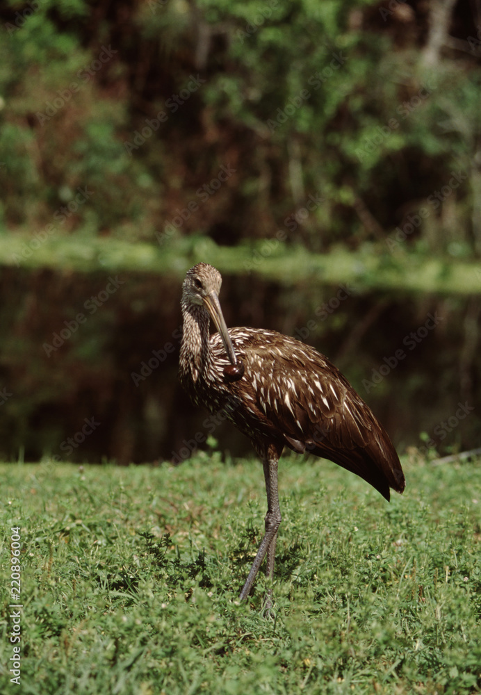 Lipkin (Aramus Guarauna) Lipkin (Aramus Guarauna)