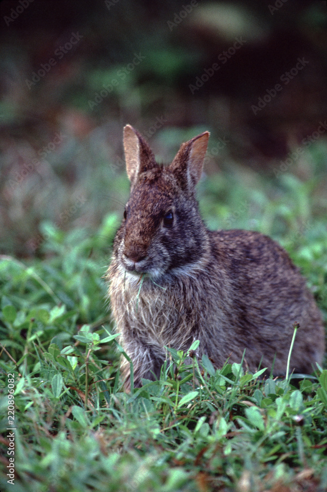 Fototapeta premium Marsh Rabbit (Sylvilagus Palustris)