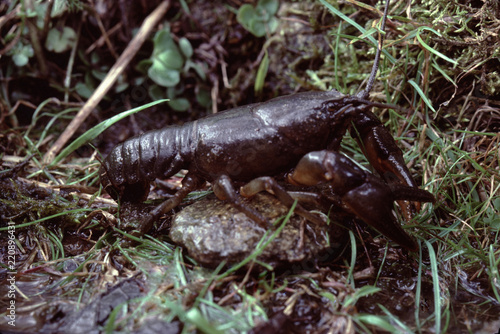 North American Crayfish (Astacus Bartonii)