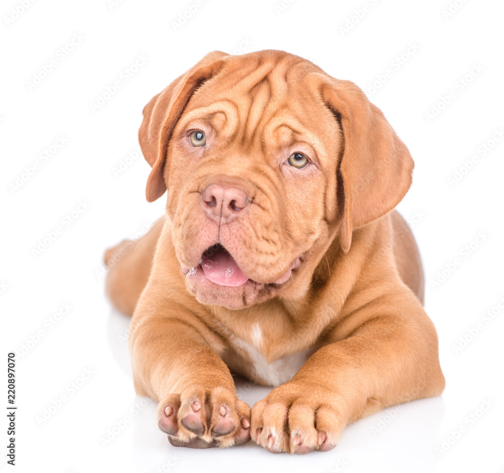 Bordeaux puppy dog lying and looking at  camera. isolated on white background