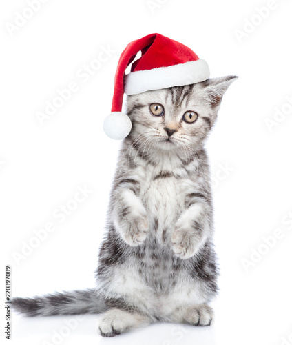 Tabby cat in red christmas hat standing on hind legs. isolated on white background