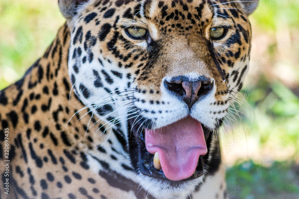 Obraz premium Lampart, Panthera Pardus, zbliżenie, ma piękne cętkowane futro