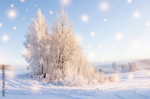 Magic snowflakes against beautiful winter background. Christmas theme. Shining snowflakes fall on white snow. Tree with hoarfrost in warm sunlight in the morning. Frosty winter landscape. © dzmitrock87