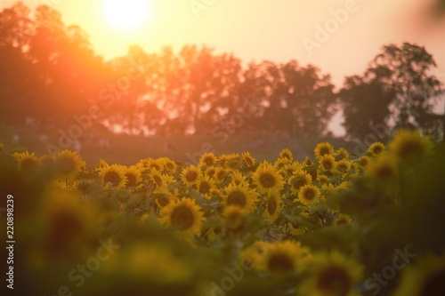 Dusk over the sunflower field