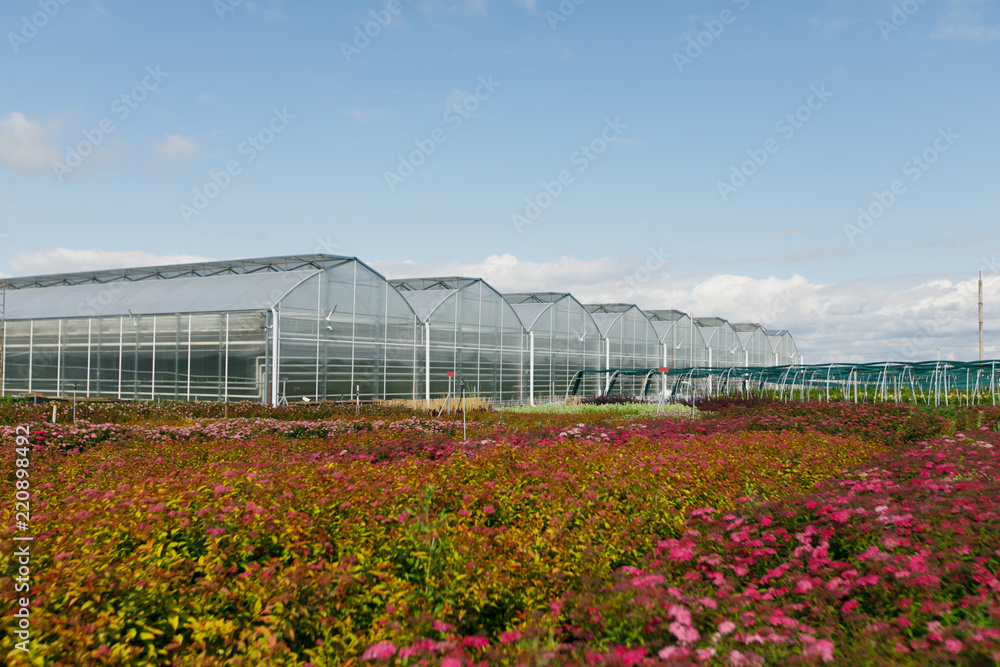 Glasshouses or greenhouses for growing vegetables on a summers day. Glasshouses or greenhouses for growing vegetables on a summers day.