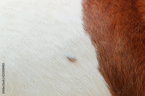 White and brown wool and skin of cow Texture background