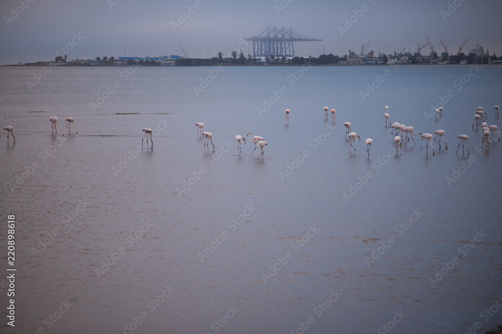 Flamingoes in Walvisbay