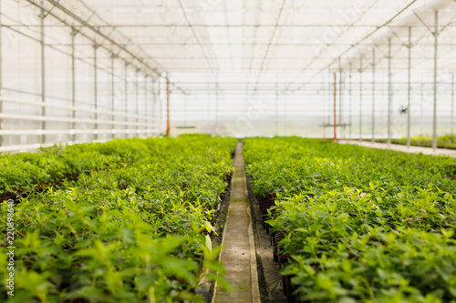 flowers cultivation in a green house. Production flowers. Plants crop in greenhouse.