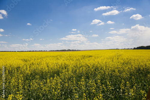 beautiful blue sky and yellow blooming field