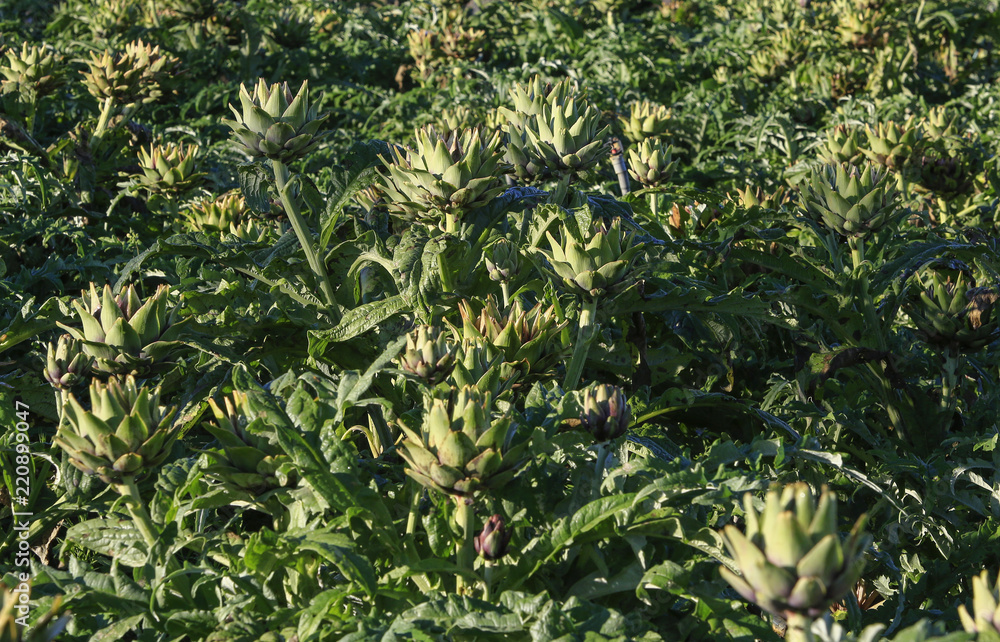 Obraz premium artichoke flower on field