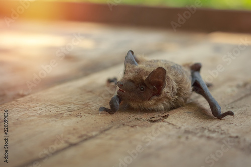 A real bat in nature
