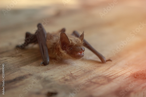The bat sits on a wooden table