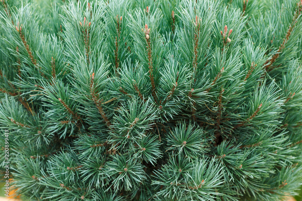 Fresh green pine branches with long needles on a sunny day