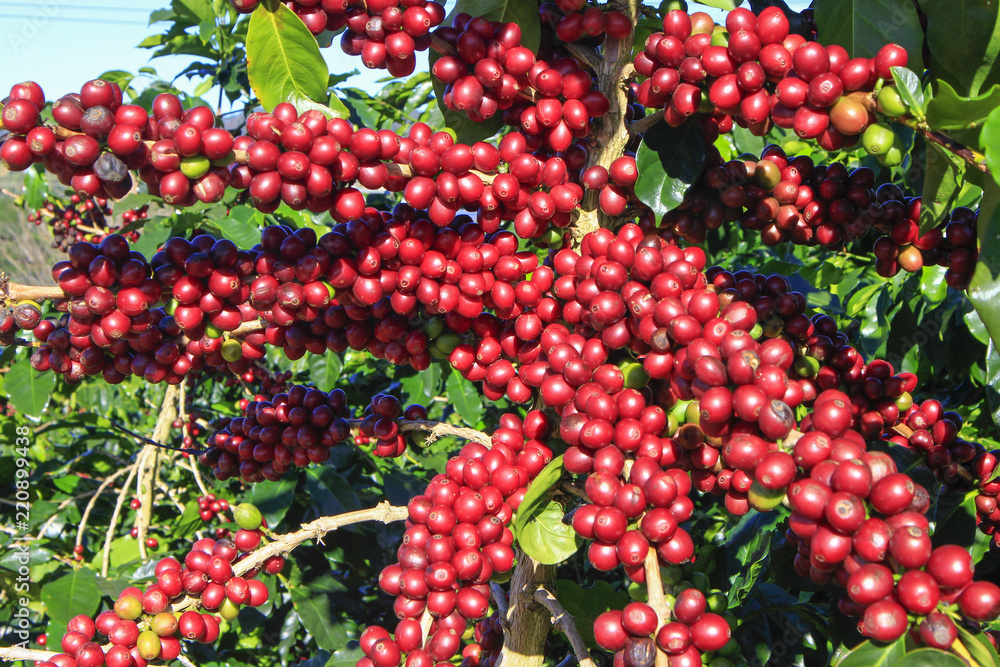 Coffee tree with coffee bean on cafe plantation Coffee tree with coffee bean on cafe plantation