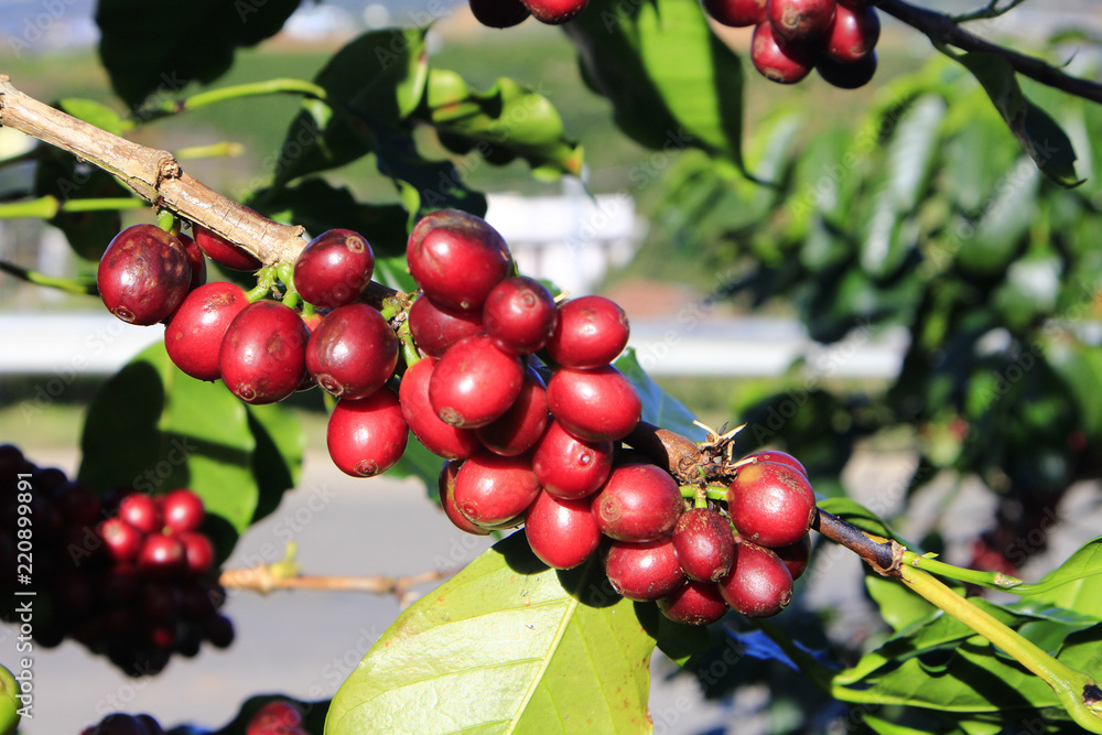 Coffee tree with coffee bean on cafe plantation Coffee tree with coffee bean on cafe plantation
