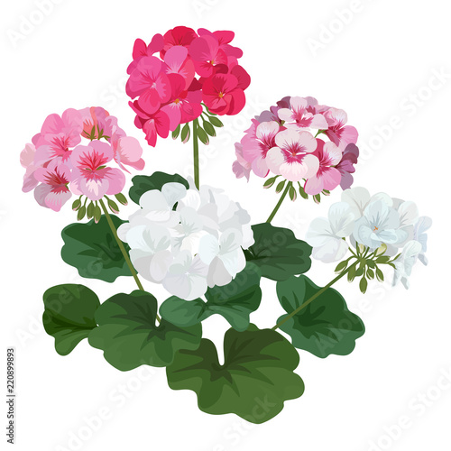 Fototapeta Naklejka Na Ścianę i Meble -  Colorful of geranium flowers with leaf bouquet. Vector set of blooming floral for holiday invitations, greeting card and fashion design.