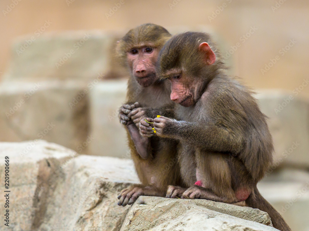 Two young Hamadryas baboons