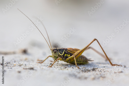Roesels bush cricket on white sand