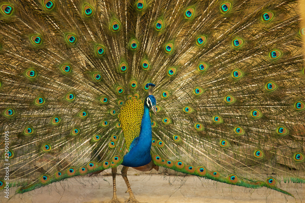 Obraz premium Indian peafowl, Pavo cristatus- male, Jhalana, Rajasthan, India