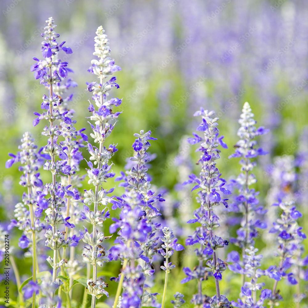 Obraz premium Closeup purple flowers (salvia officinalis)