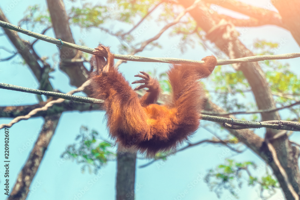 Naklejka premium Orangutan hanging on a rope