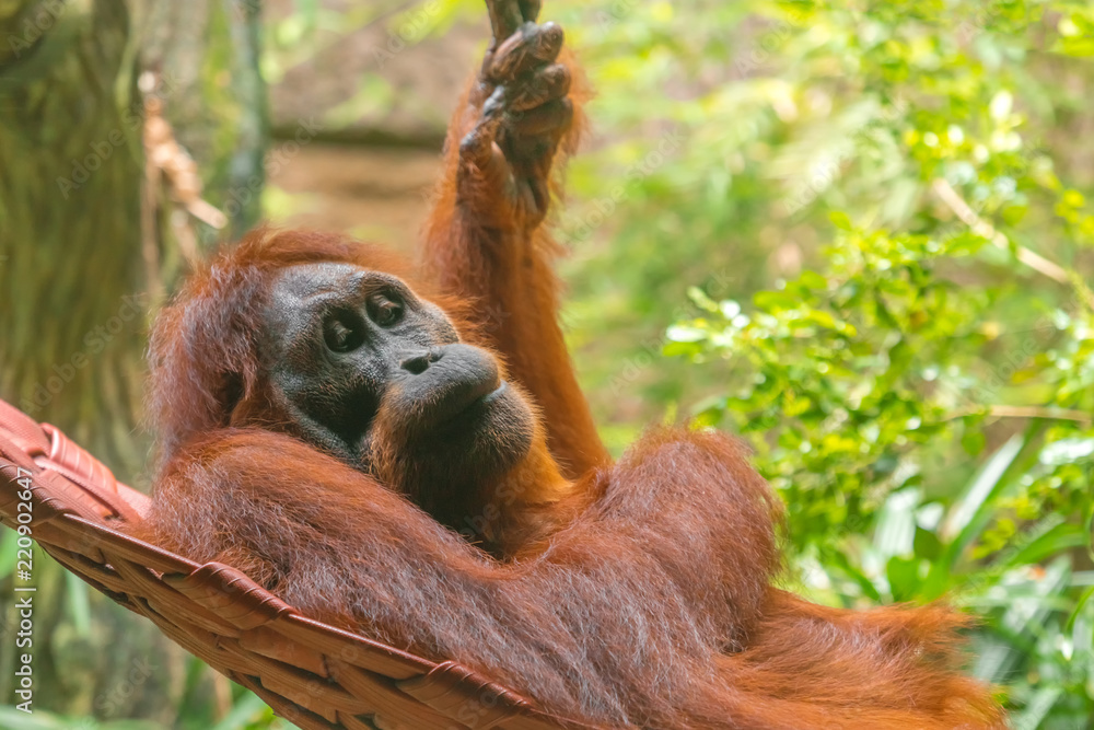 Monkey orangutan resting in a hammock on a tree Stock Photo | Adobe Stock